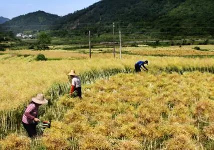 秸稈禁燒季 | 禁止一切露天焚燒秸稈行為！附縣政府禁燒通告、鎮(zhèn)政府倡議書